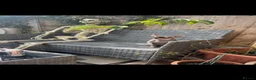 Sphynx cats for sale: Dorothy the Spinx - Advert 2