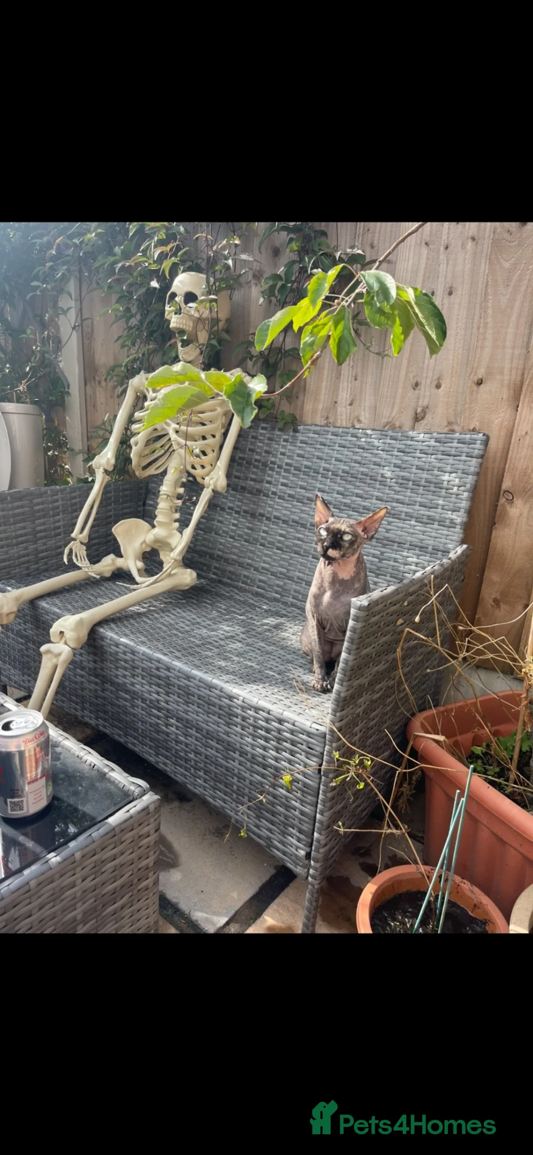 Sphynx cats for sale: Dorothy the Spinx - Advert 2
