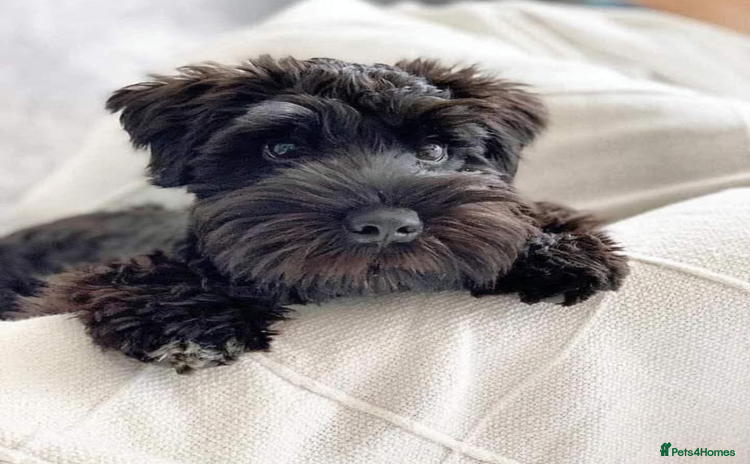 Miniature Schnauzer dogs - Advert 3