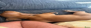 Miniature Dachshund 1
