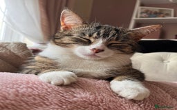 Mixed Breed cats for sale: Cat for a loving home  - Image 1