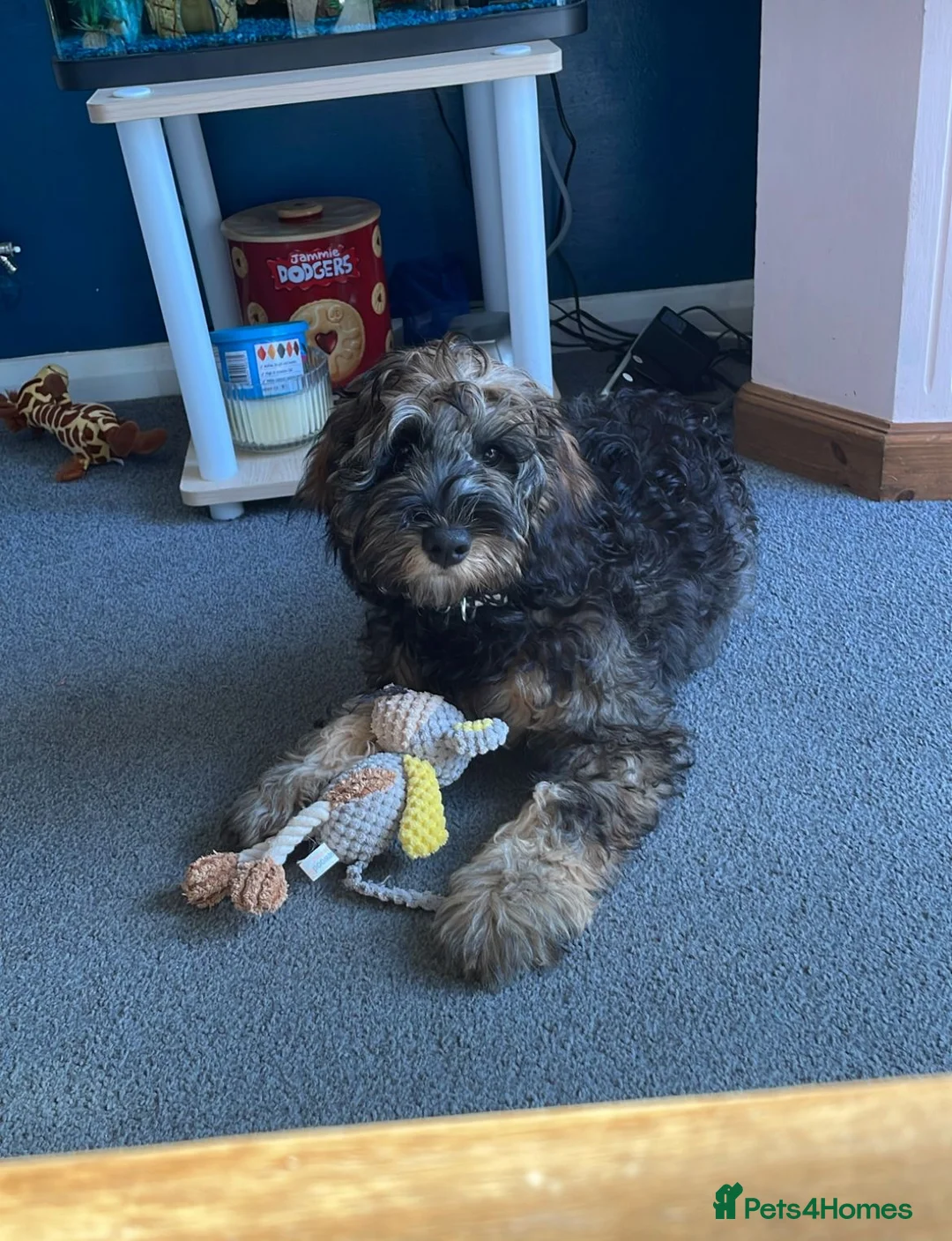 Cavapoo dogs for sale: Cavapoo  in Farnham - Advert 1