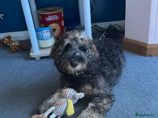 Cavapoo dogs Cavapoo in Farnham - Advert 1