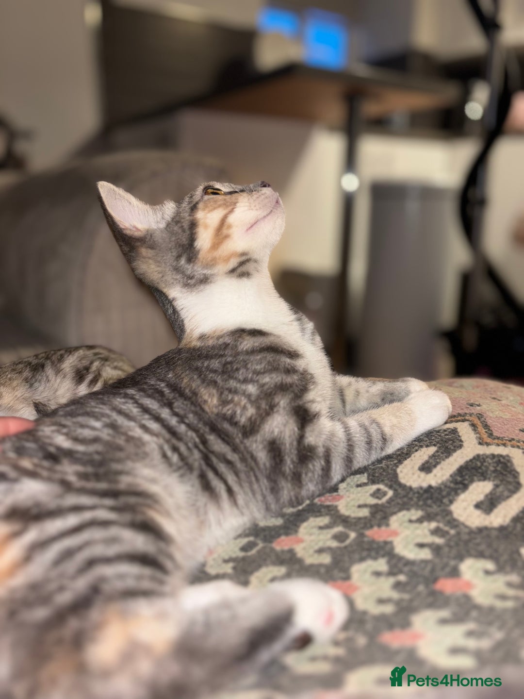 Scottish Fold cats for sale: Scottish Straight Kitten  - Advert 3