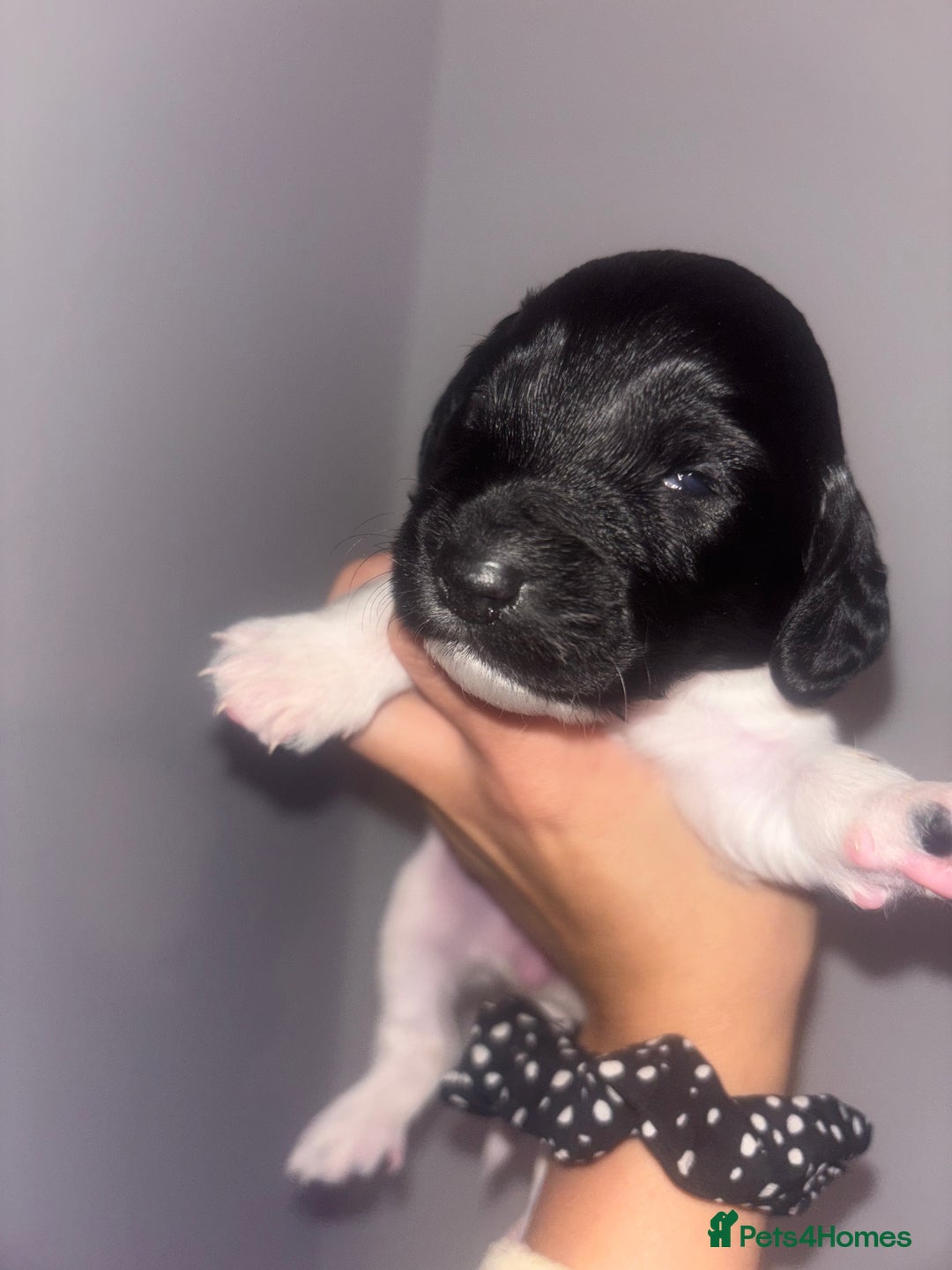 Cockapoo dogs for sale: Cockapoos puppies for sale *ready 19th feb* - Advert 7