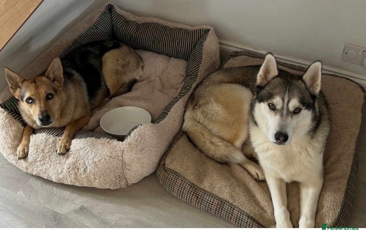 Mixed Breed dogs 2 beautiful dogs - Advert 1