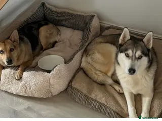 Mixed Breed dogs 2 beautiful dogs - Advert 1