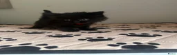 Mixed Breed cats for sale: 5 kittens looking for forever homes  - Advert 4