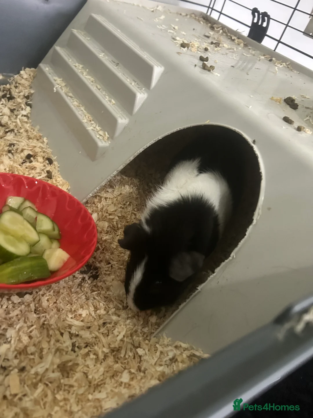 Guinea Pig rodents for sale: Guinea pig and double cage  - Advert 2