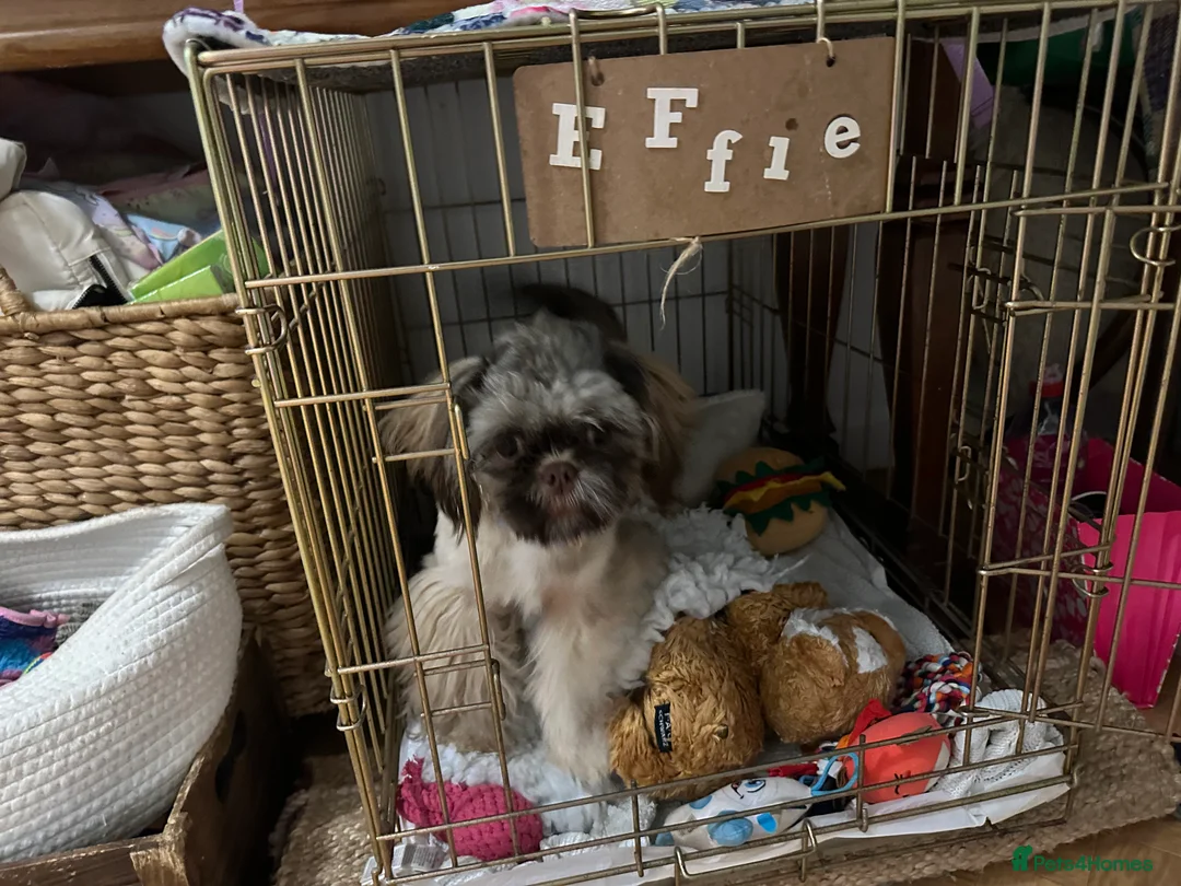 Shih Tzu dogs for sale:  Liver nosed chocolate orange Karashishi Shih tzu  - Advert 1