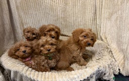 Cockapoo dogs for sale: Red Cockapoo  - Image 4
