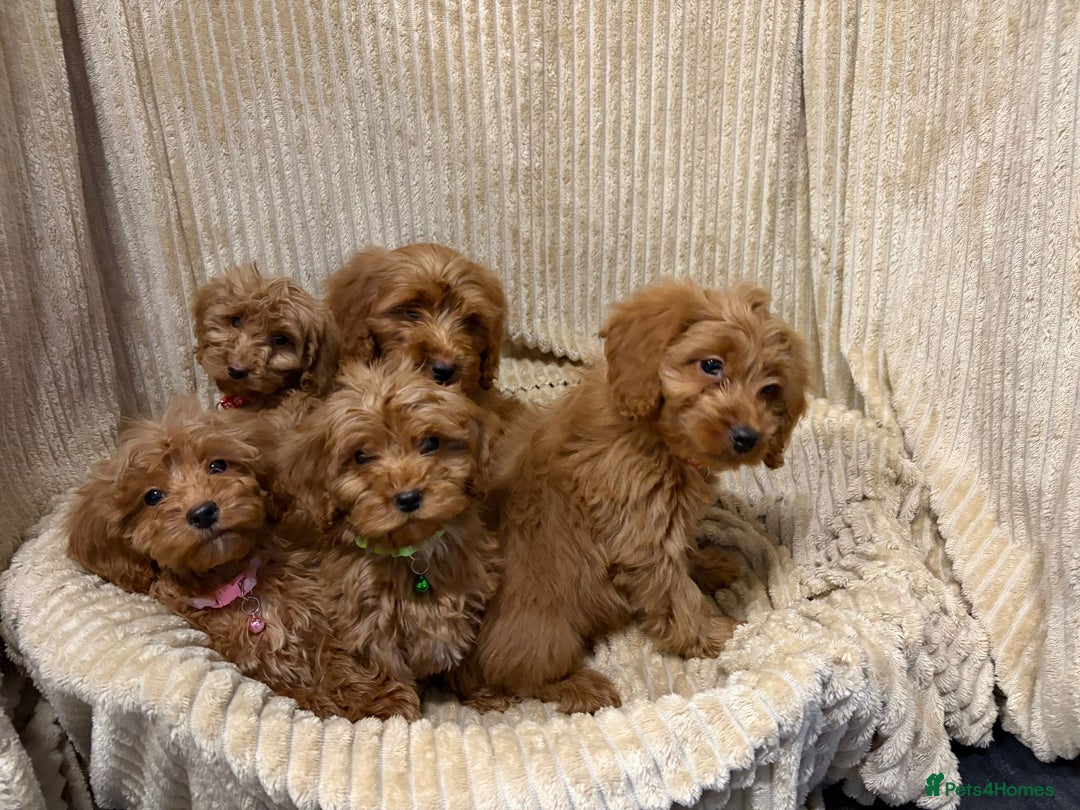 Cockapoo dogs for sale: Red Cockapoo  - Image 4
