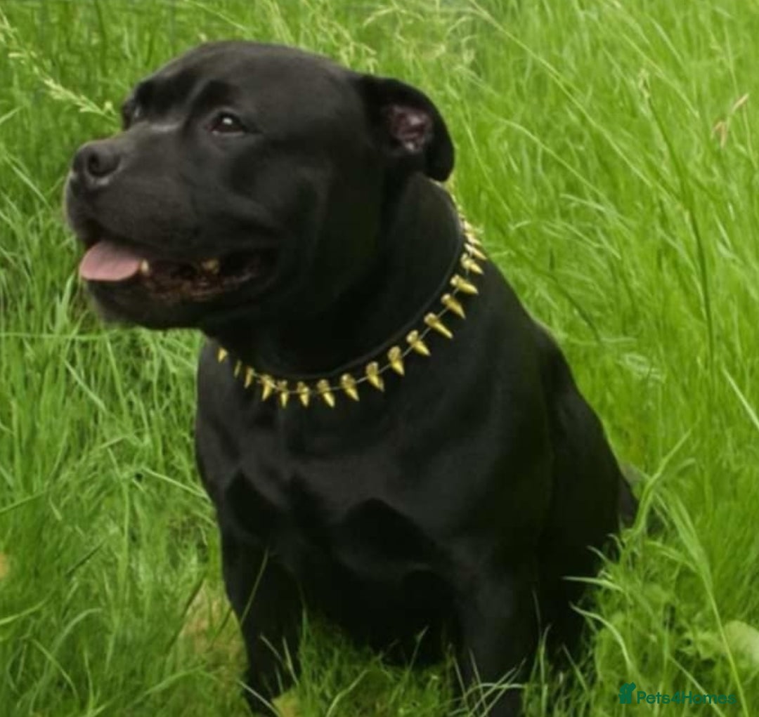 Staffordshire Bull Terrier dogs for stud: KENZDUO PENNE   CALL NAME ZEUS - Image 1