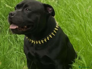 Staffordshire Bull Terrier dogs KENZDUO PENNE CALL NAME ZEUS - Advert 10