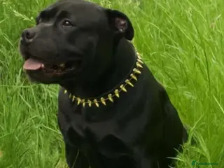 Staffordshire Bull Terrier dogs KENZDUO PENNE CALL NAME ZEUS - Advert 14