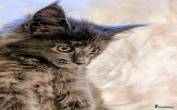 Maine Coon cats for sale: Main Coon kittens for sale  - Advert 9