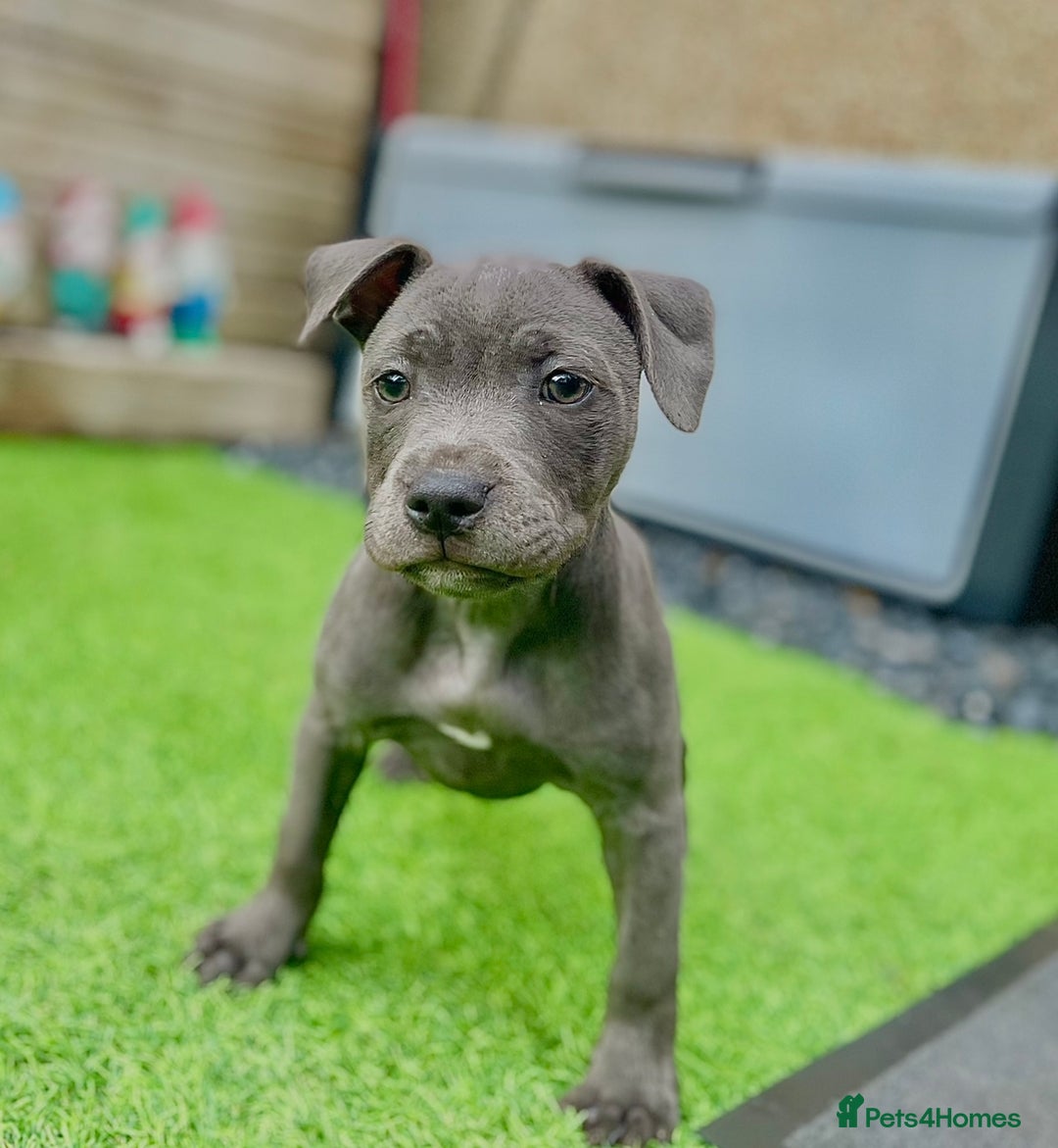 Staffordshire Bull Terrier dogs for sale: Blue StaffordshireBull Terrier Champion Pup - Image 5