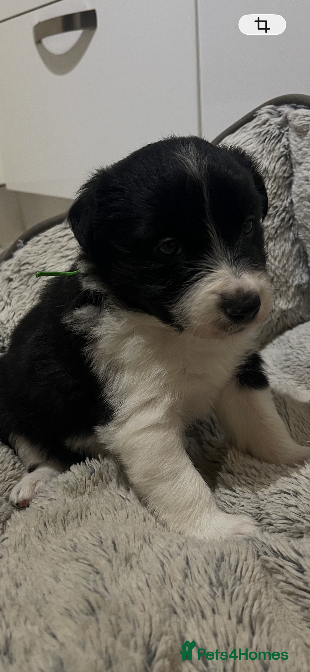 Border Collie dogs for sale: Traditional Border Collie puppies - Newport - Advert 5