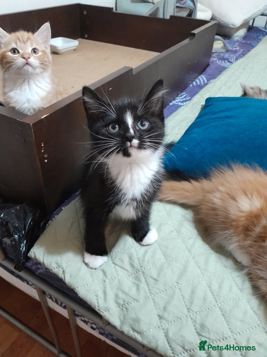 Mixed Breed cats for sale: 5 Beautiful gorgeous kittens 😺😼😻😸😹 - Image 15