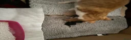Mixed Breed cats for sale: 🐾 Beautiful Kittens Raised in a Family Home 🐾 - Advert 9