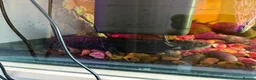 Axolotl reptiles for sale: X3 axolotls  in Manchester - Advert 2