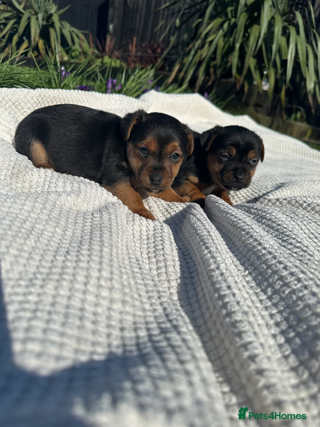 Jack Russell dogs for sale: Jack Russell puppies (mini, smooth, black & tan)  - Advert 2