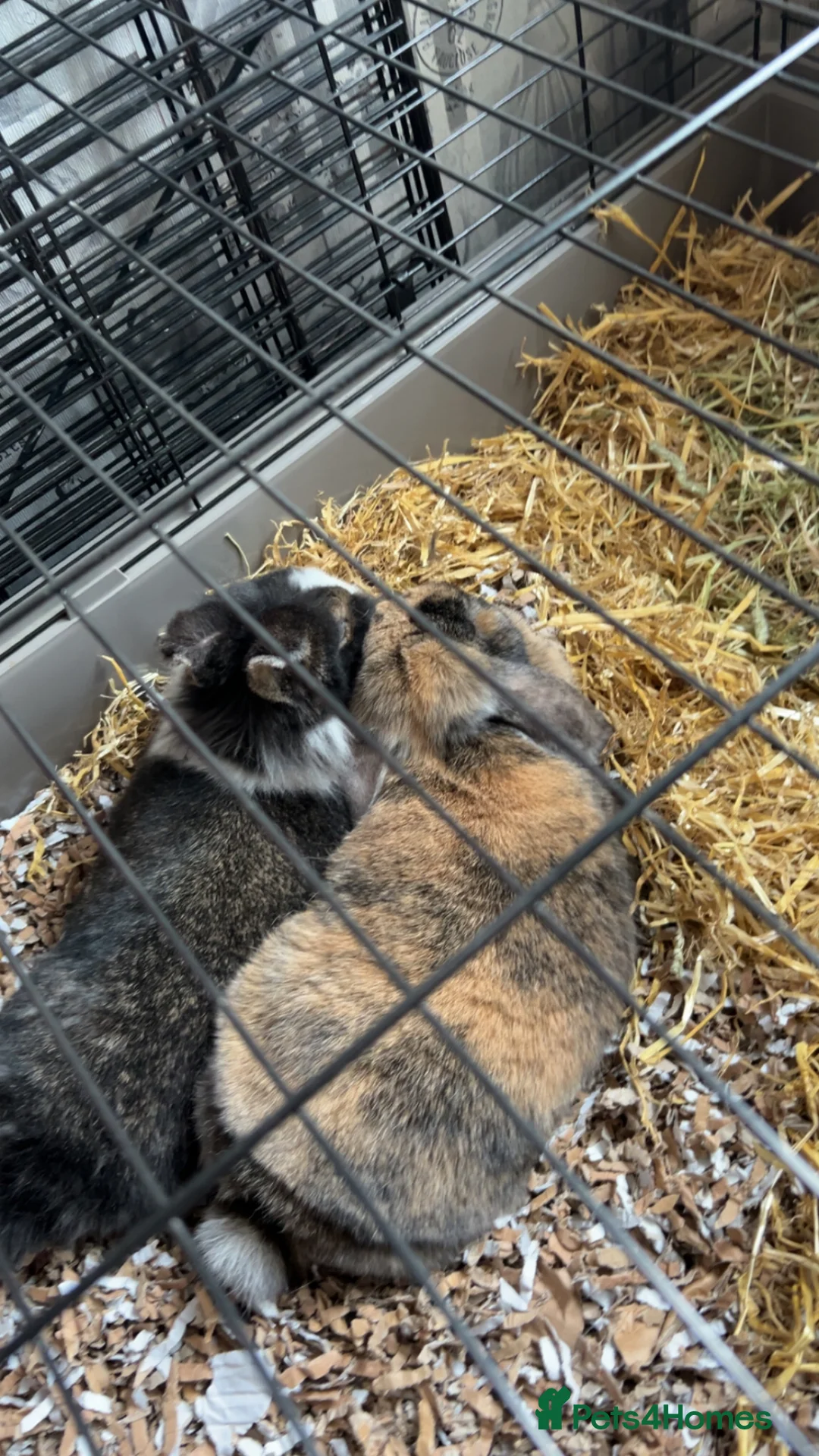 Mixed Breed rabbits for sale: 2 rabbits to rehome with cage and food  - Advert 1