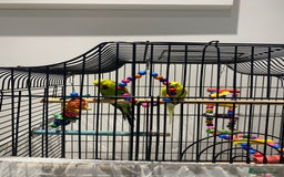 Budgerigars birds for sale: 2 Budgies and cage for sale - Image 6