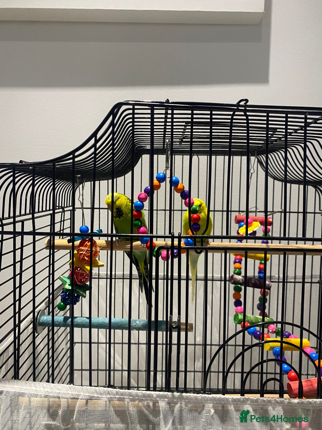 Budgerigars birds for sale: 2 Budgies and cage for sale - Image 6