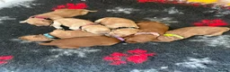 Goldador dogs for sale: Goldador puppies  - Advert 20