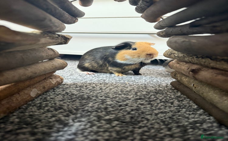Guinea Pig rodents - Advert 1