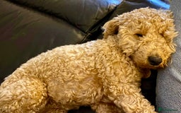 Miniature Poodle dogs for sale: Stunning Apricot and Red Miniature Poodle Puppies - Image 2