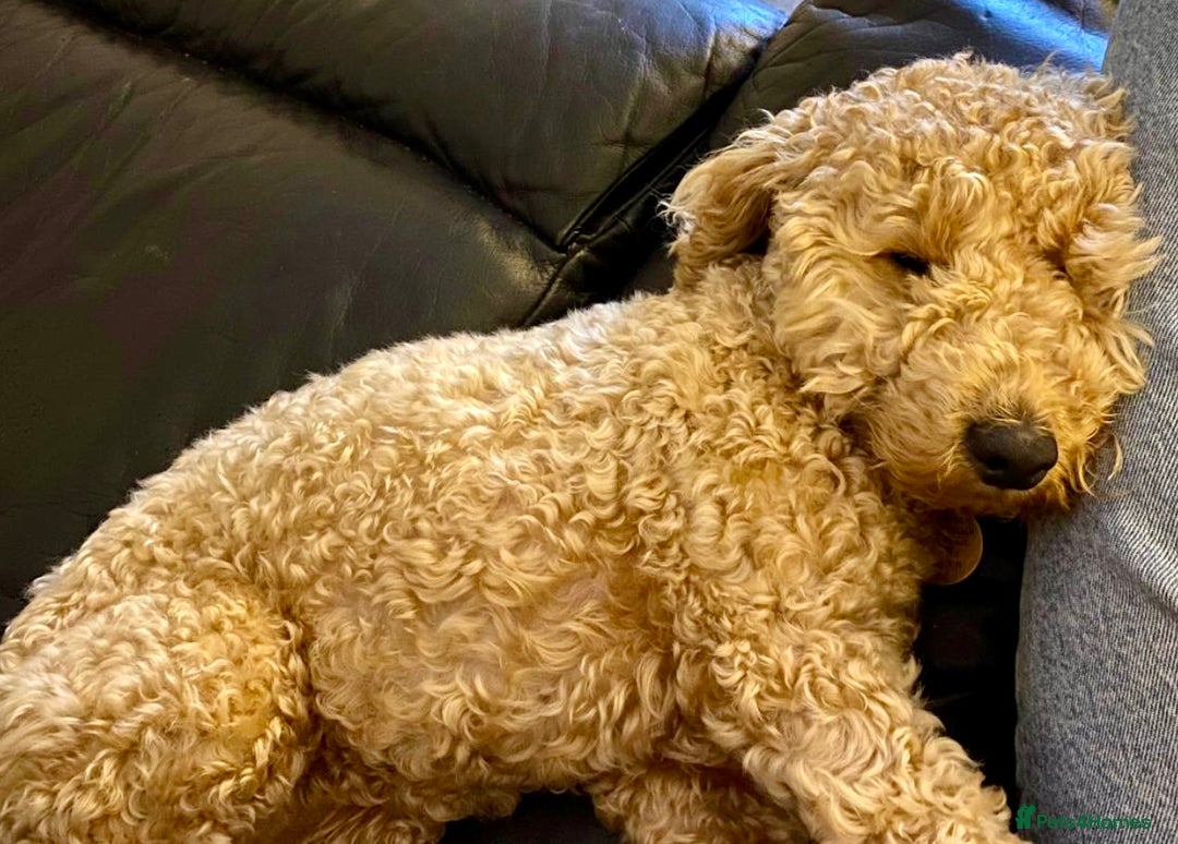 Miniature Poodle dogs for sale: Stunning Apricot and Red Miniature Poodle Puppies - Image 2