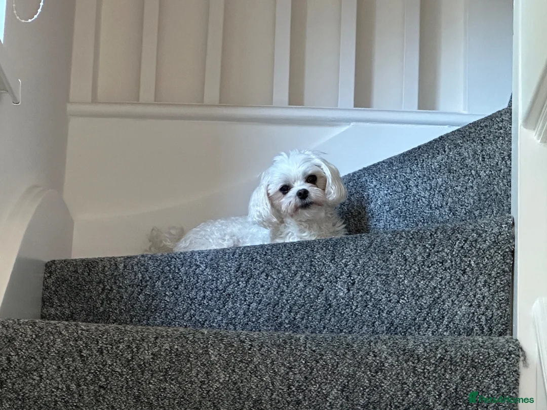 Maltese dogs for stud: *Experienced Maltese Boy Looking for Stud!* - Advert 2