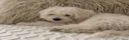 Maltipoo dogs for sale: F1B Maltipoo Puppies - Red & White, Home Raised - Advert 8