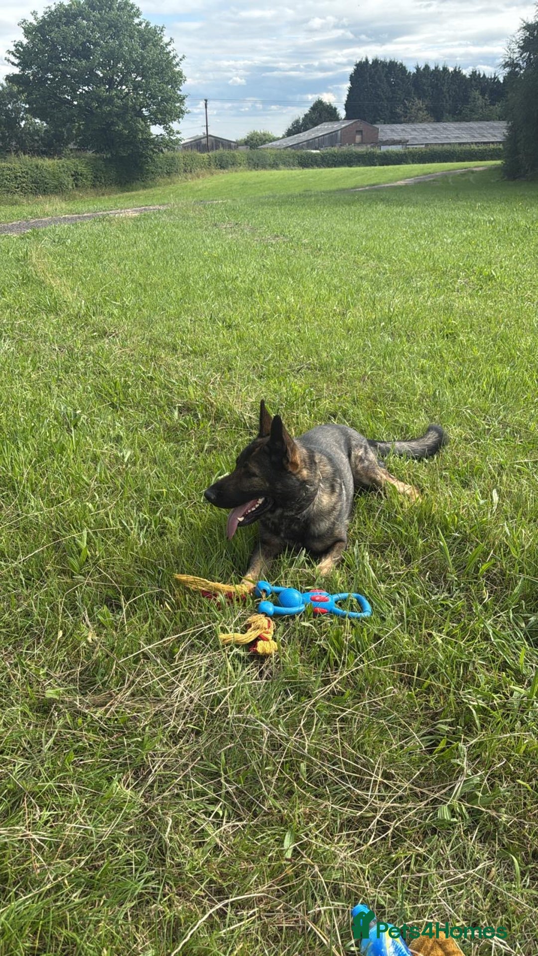 German Shepherd dogs for sale: Tyshunde memphis - Advert 11