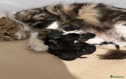 Mixed Breed cats for sale: Kittens for sale  - Image 15