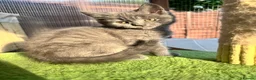 Mixed Breed cats for sale: 😍British Shorthair &Maine Coon 😍 - Advert 3