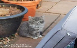 Mixed Breed cats for sale: 🐈‍⬛❤️1x kitten ready for her forever home❤️🐈‍⬛ - Image 2