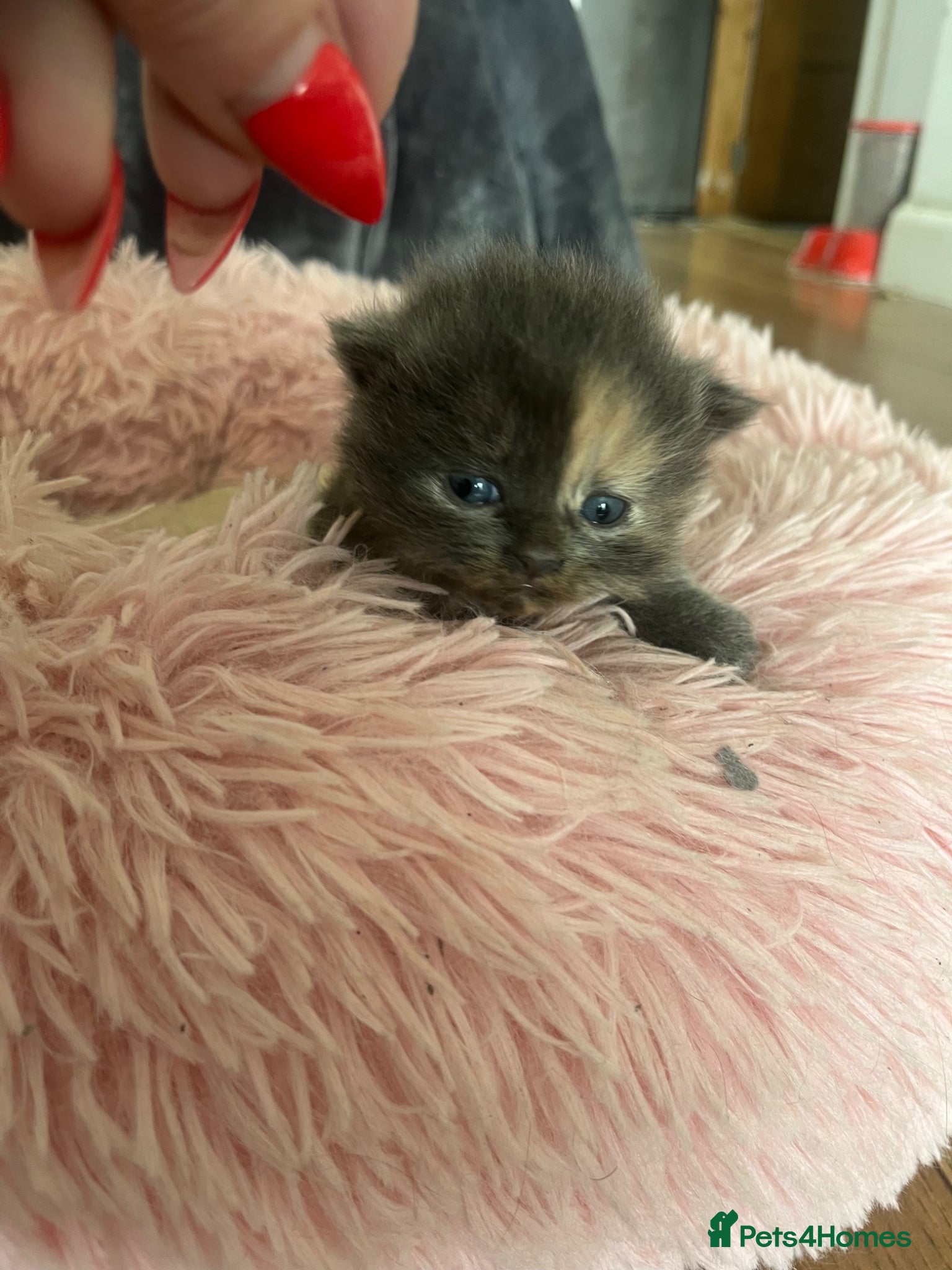 Ragdoll cats 4 ragdoll kittens  - Advert 2