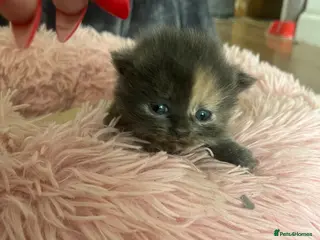 Ragdoll cats 4 ragdoll kittens - Advert 2