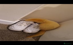 Ferret rodents for sale: 2 Male Albino Ferrets With Everything  - Image 27