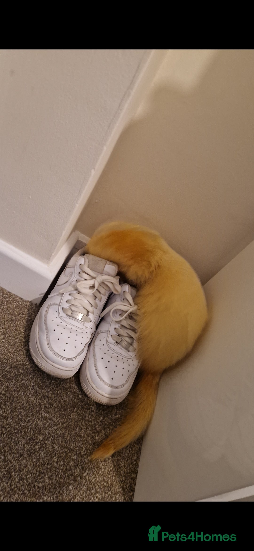 Ferret rodents for sale: 2 Male Albino Ferrets With Everything  - Image 27