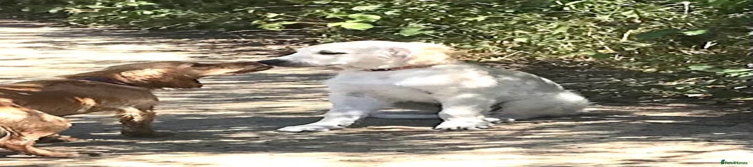Golden Retriever Puppy 1