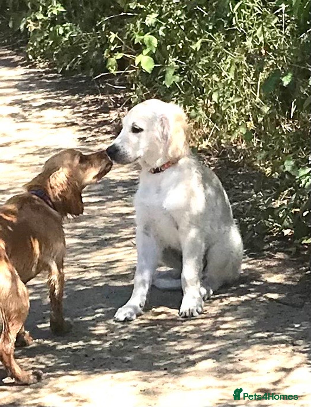 Golden Retriever dogs for sale: Fully vaccinated championline puppies- ready now in London - Image 2