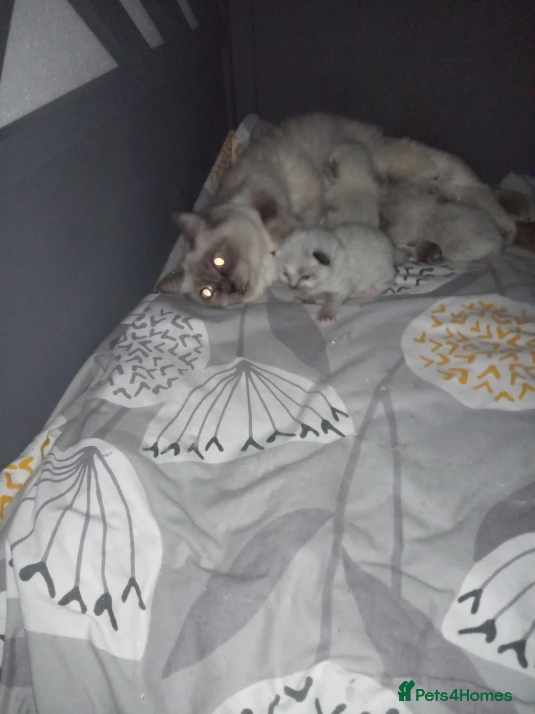 Ragdoll cats for sale: Pure ragdoll kittens  - Advert 1