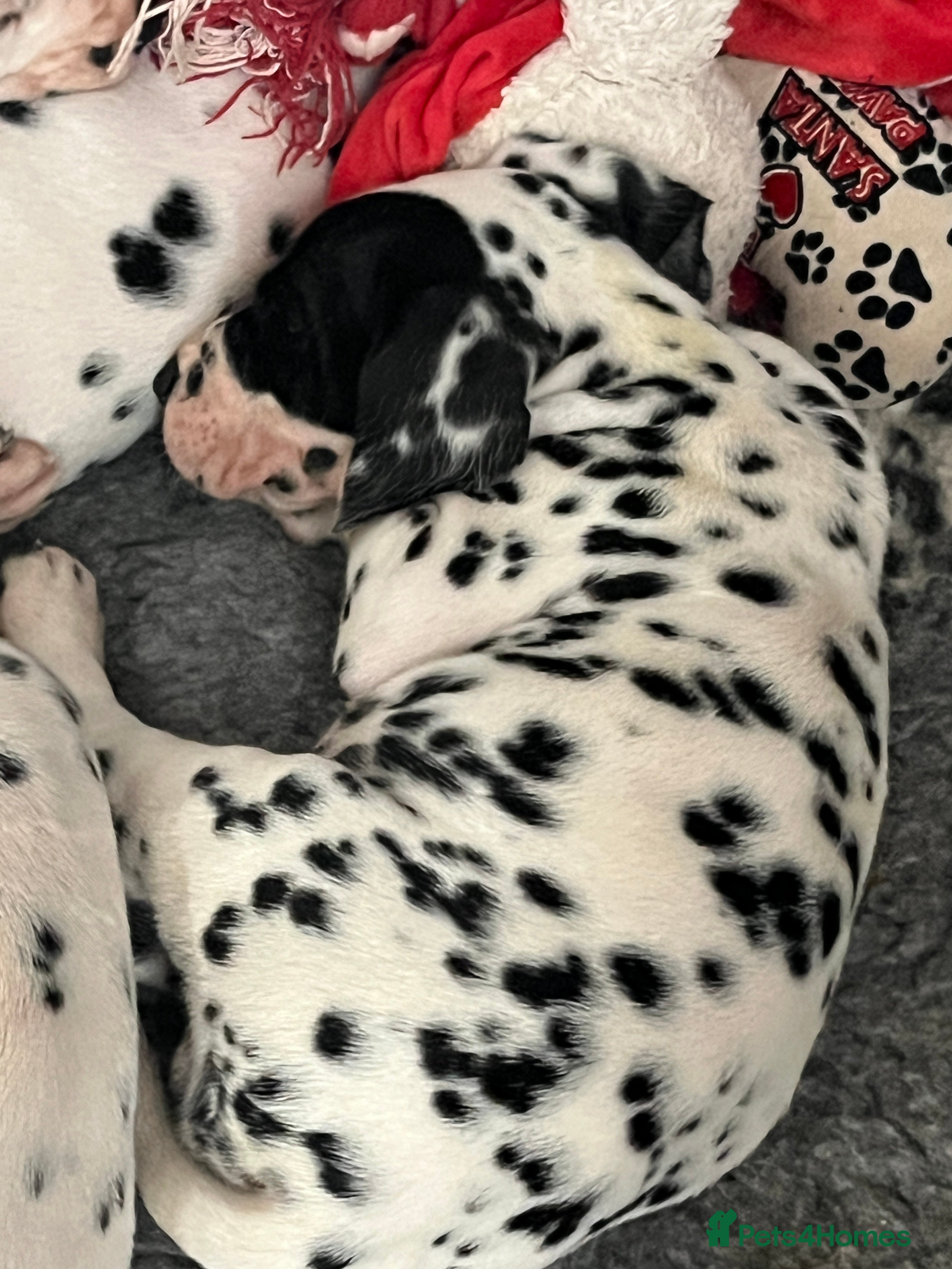 Dalmatian dogs Top quality Dalmatian puppies 5* homes  - Advert 6