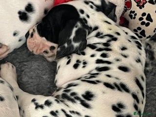 Dalmatian dogs Top quality Dalmatian puppies 5* homes - Advert 6
