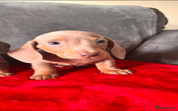 Miniature Dachshund dogs for sale: Beautiful miniature dachshund  - Image 13
