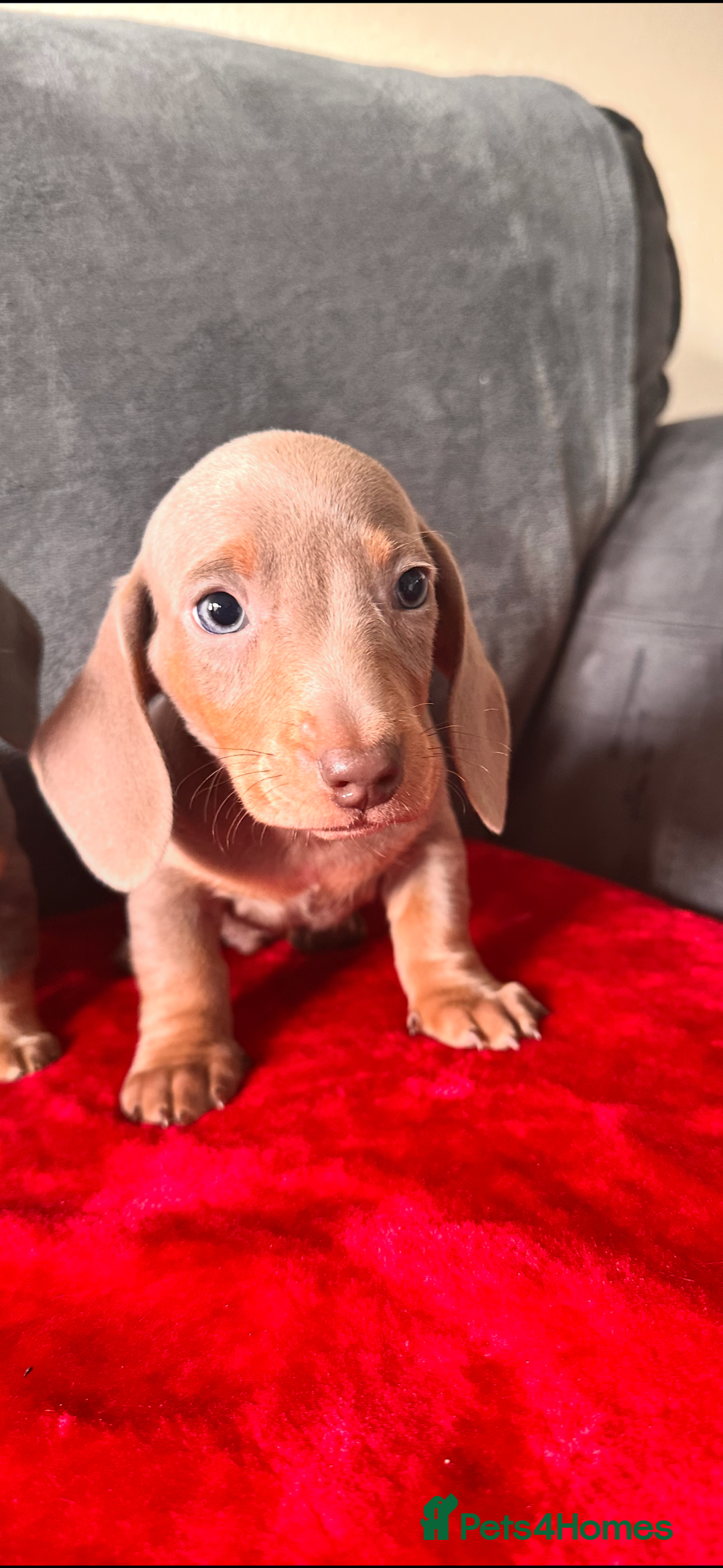 Miniature Dachshund dogs for sale: Beautiful miniature dachshund  - Image 13